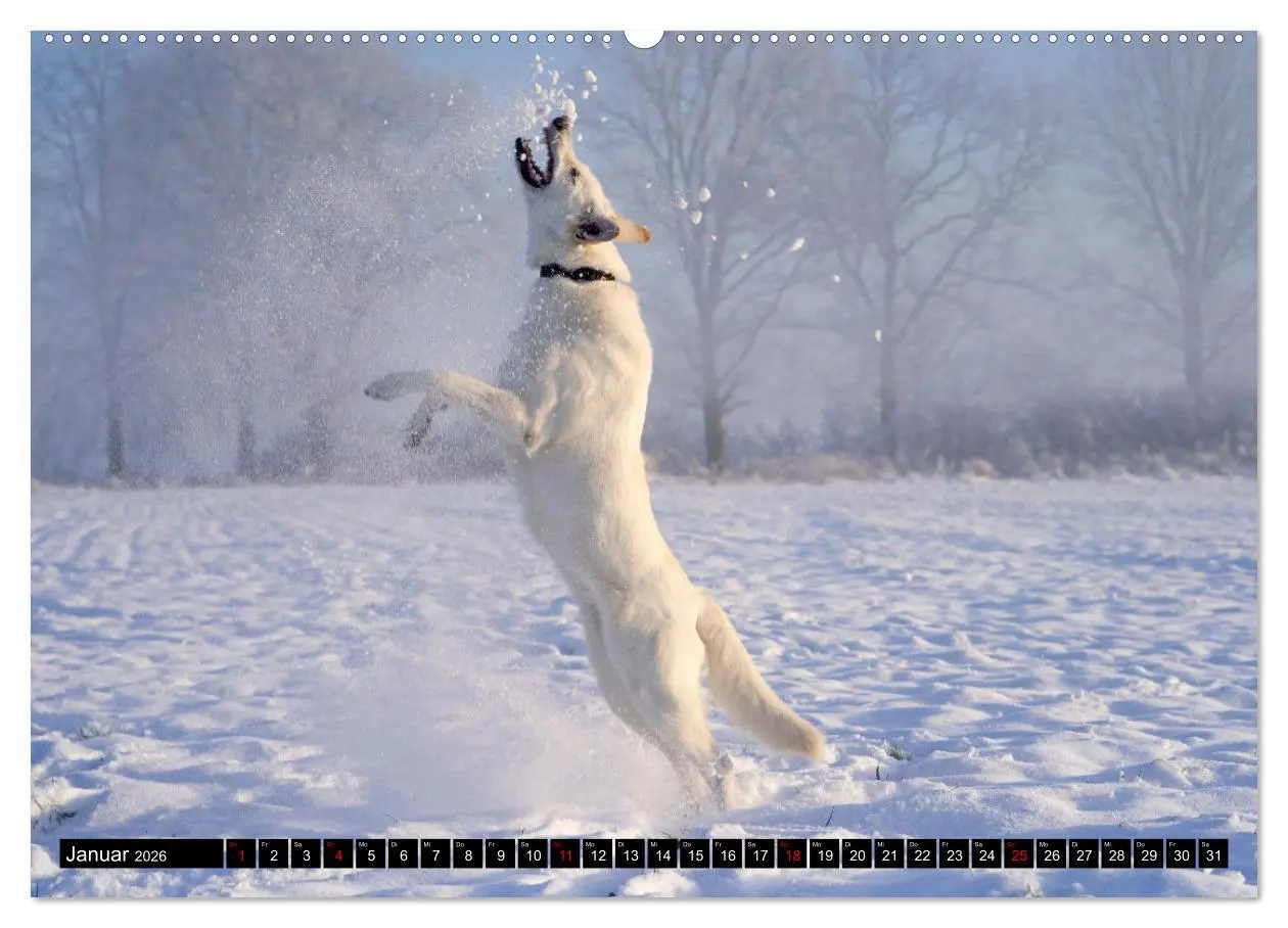 Bild: 9783457247167 | Berger Blanc Suisse - Weggefährten auf 4 Pfoten (Wandkalender 2026...