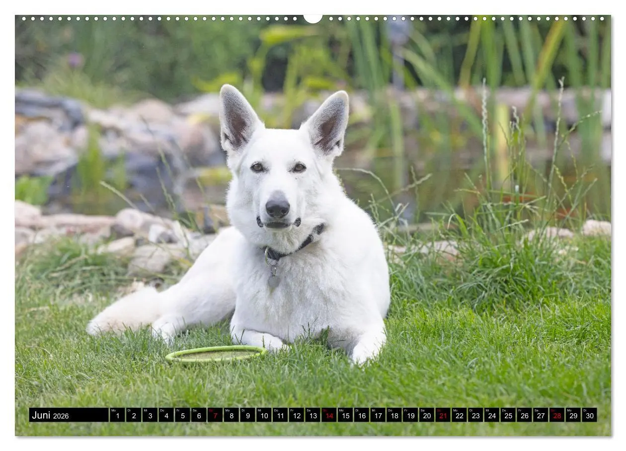 Bild: 9783457247167 | Berger Blanc Suisse - Weggefährten auf 4 Pfoten (Wandkalender 2026...