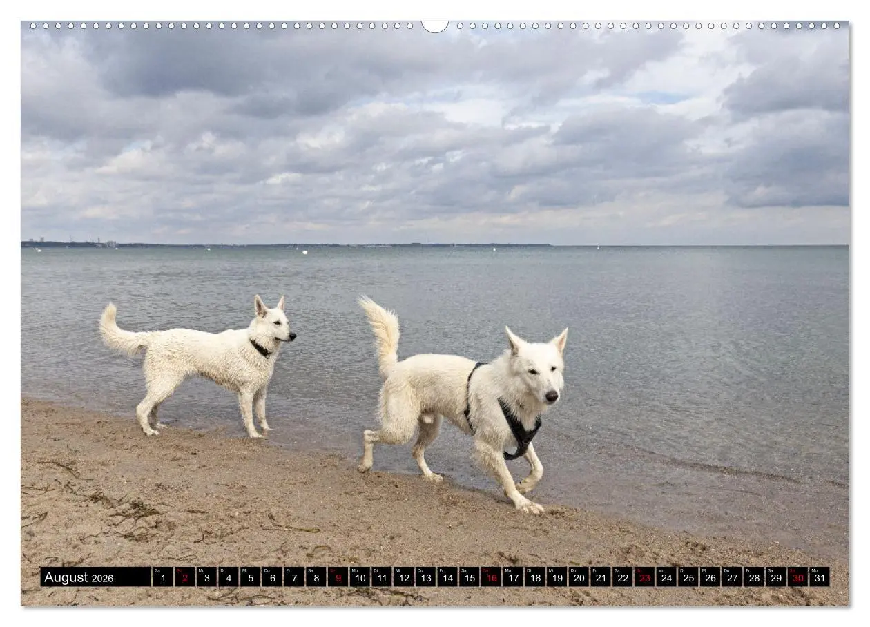 Bild: 9783457247167 | Berger Blanc Suisse - Weggefährten auf 4 Pfoten (Wandkalender 2026...