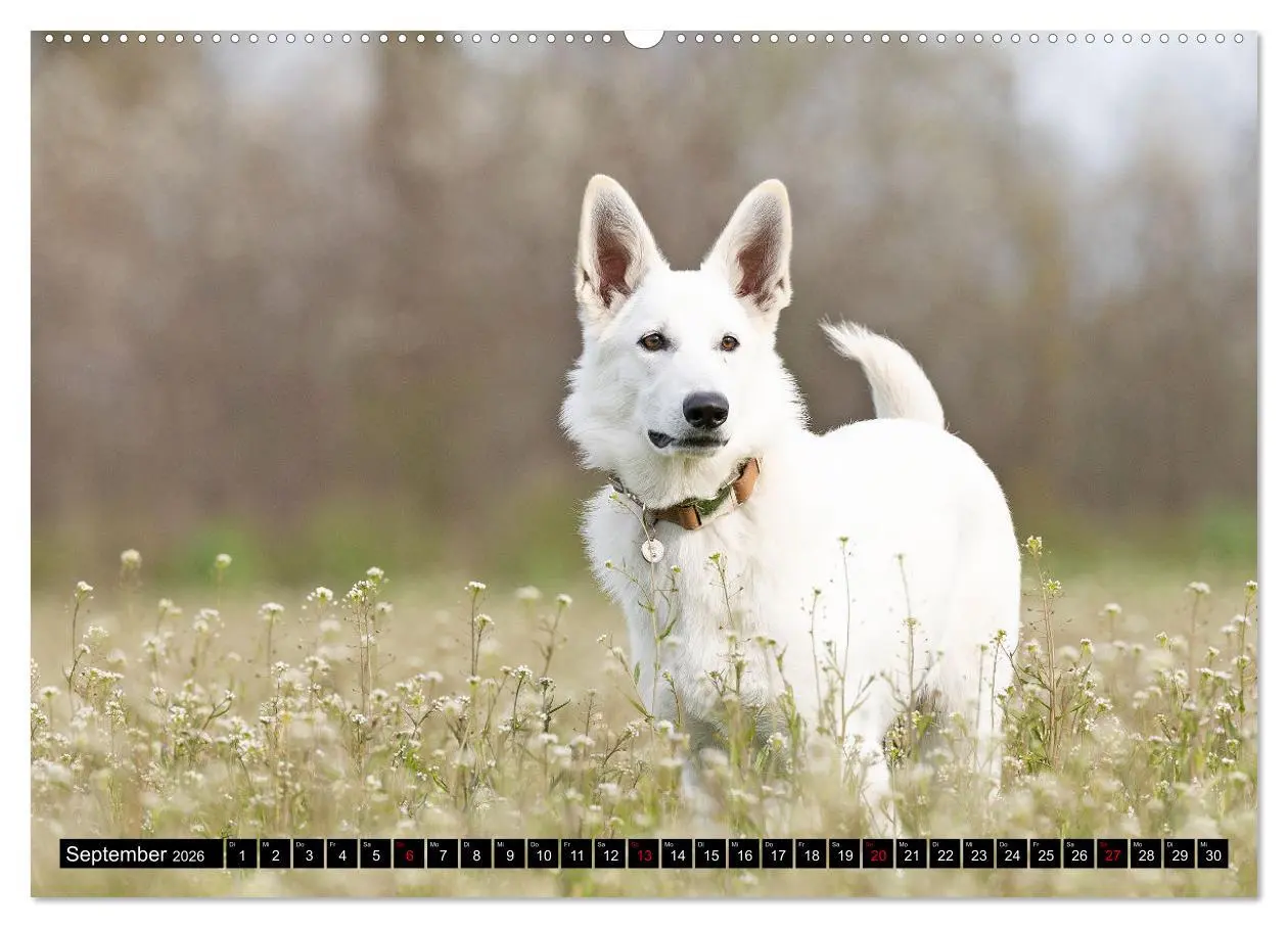 Bild: 9783457247167 | Berger Blanc Suisse - Weggefährten auf 4 Pfoten (Wandkalender 2026...