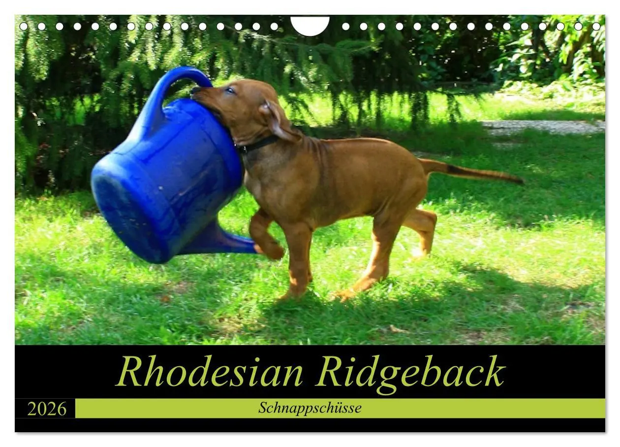 Cover: 9783457937167 | Rhodesian Ridgeback - Schnappschüsse - (Wandkalender 2026 DIN A4...