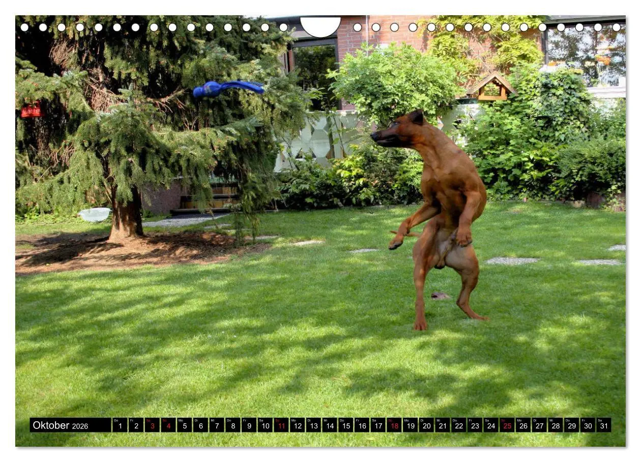 Bild: 9783457937167 | Rhodesian Ridgeback - Schnappschüsse - (Wandkalender 2026 DIN A4...