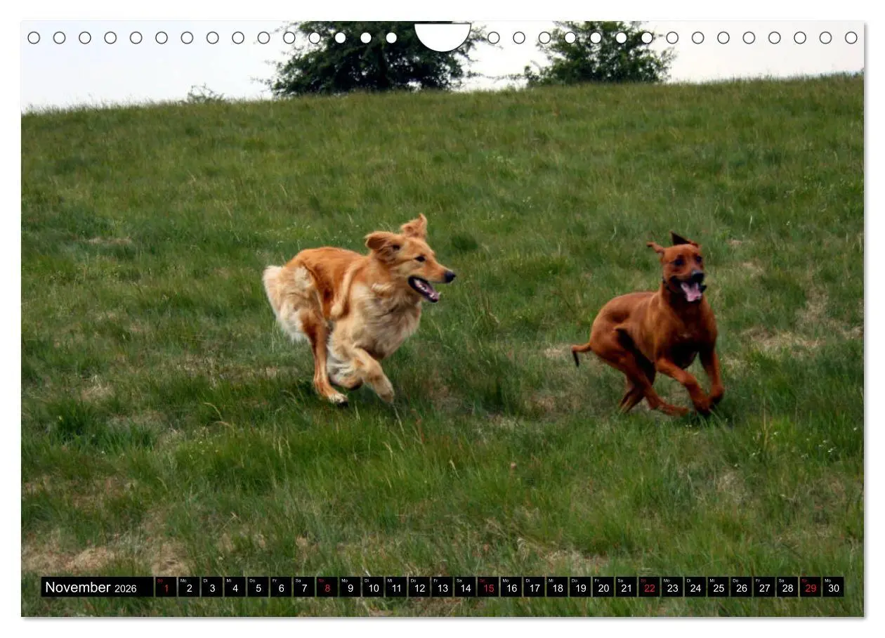 Bild: 9783457937167 | Rhodesian Ridgeback - Schnappschüsse - (Wandkalender 2026 DIN A4...