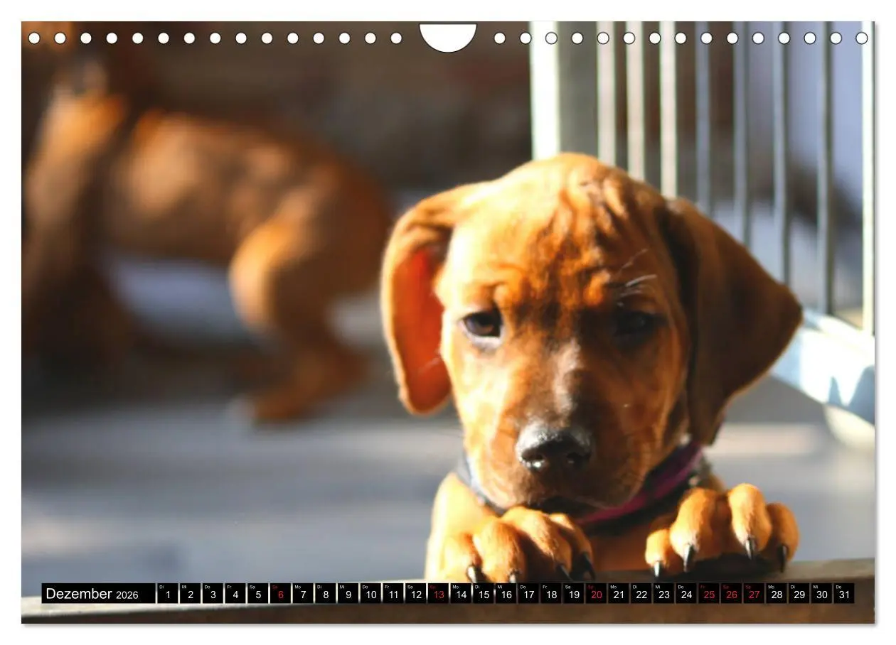 Bild: 9783457937167 | Rhodesian Ridgeback - Schnappschüsse - (Wandkalender 2026 DIN A4...