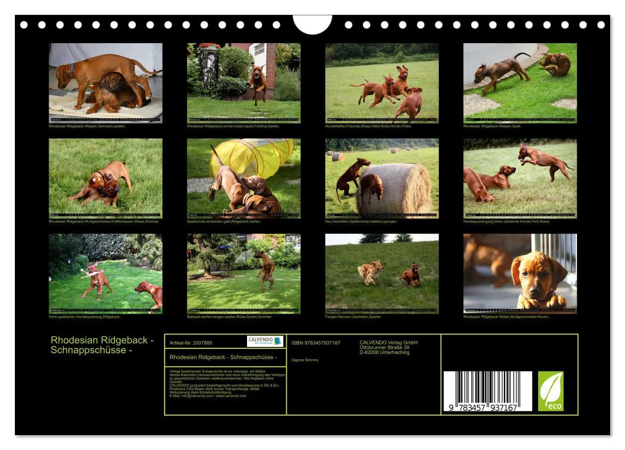 Bild: 9783457937167 | Rhodesian Ridgeback - Schnappschüsse - (Wandkalender 2026 DIN A4...