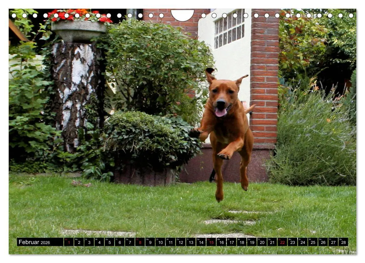 Bild: 9783457937167 | Rhodesian Ridgeback - Schnappschüsse - (Wandkalender 2026 DIN A4...