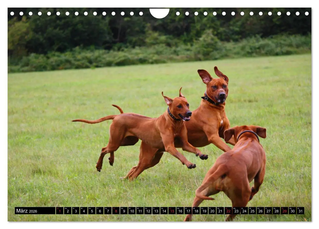 Bild: 9783457937167 | Rhodesian Ridgeback - Schnappschüsse - (Wandkalender 2026 DIN A4...