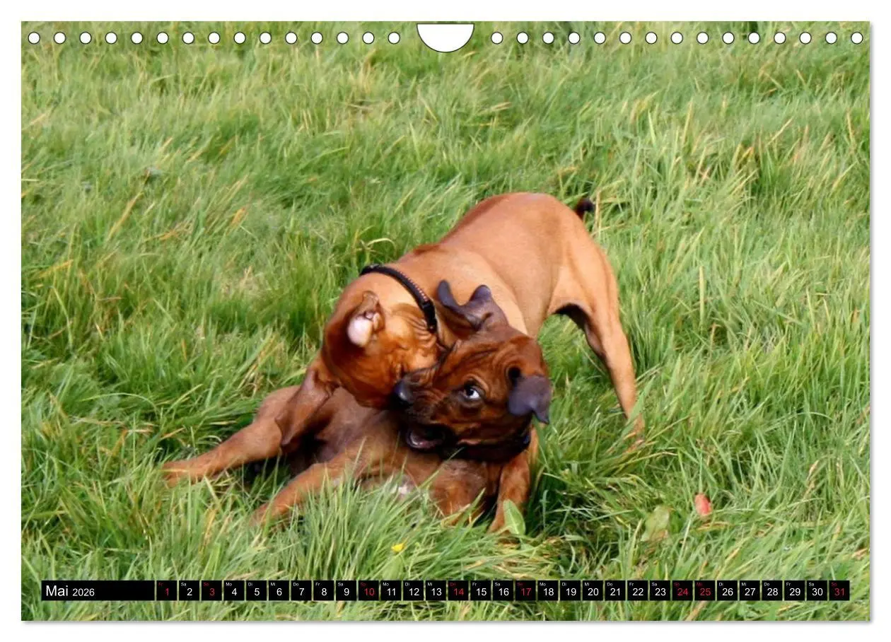 Bild: 9783457937167 | Rhodesian Ridgeback - Schnappschüsse - (Wandkalender 2026 DIN A4...