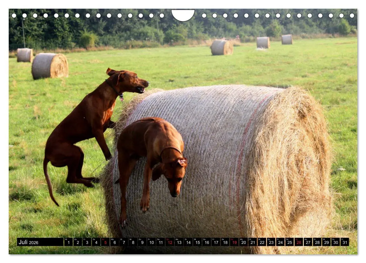 Bild: 9783457937167 | Rhodesian Ridgeback - Schnappschüsse - (Wandkalender 2026 DIN A4...