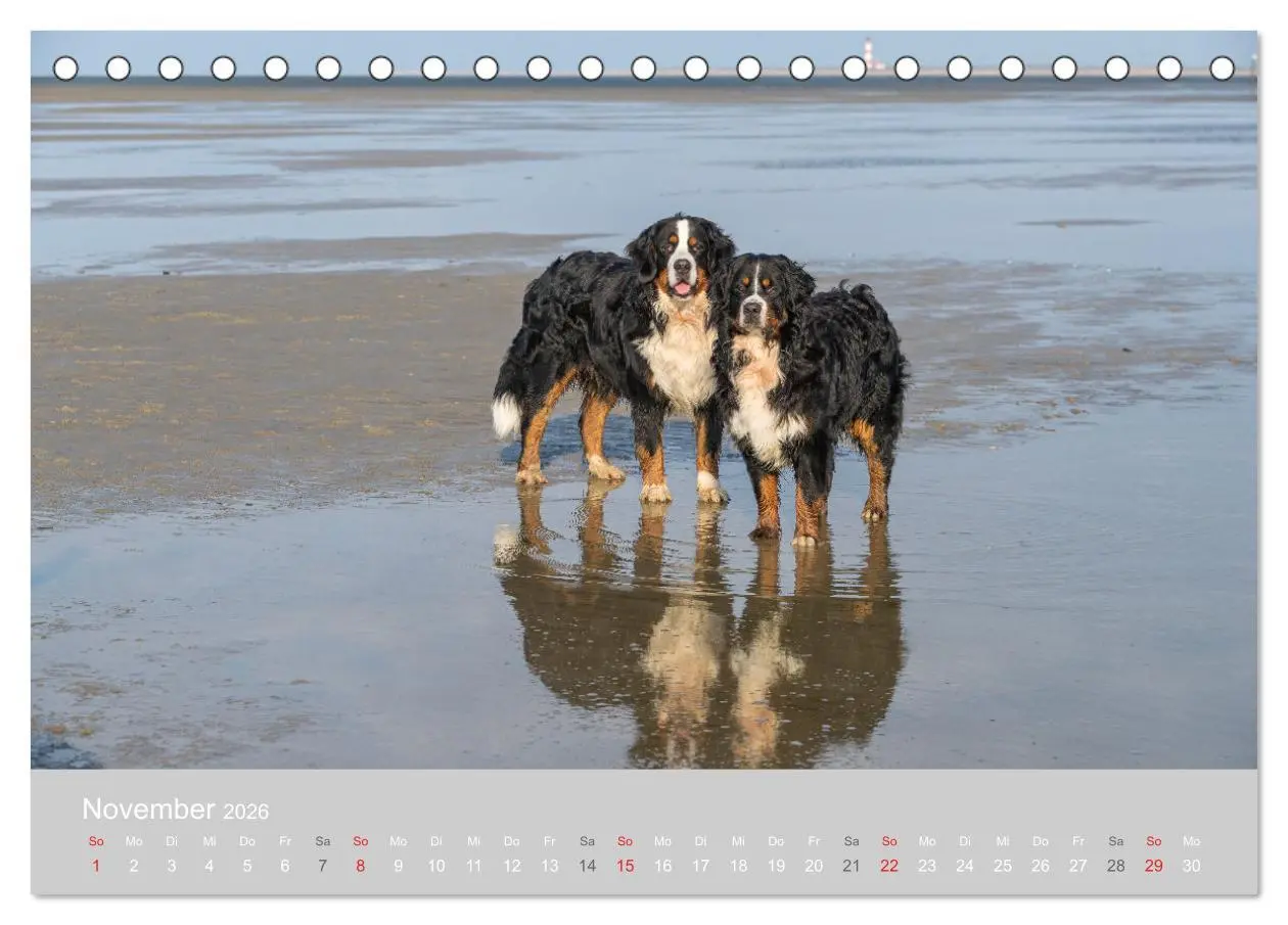 Bild: 9783516097467 | Liebling BERNER SENNENHUND (Tischkalender 2026 DIN A5 quer),...