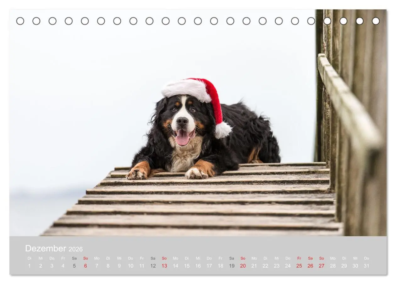Bild: 9783516097467 | Liebling BERNER SENNENHUND (Tischkalender 2026 DIN A5 quer),...