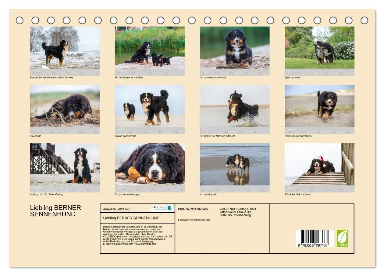 Bild: 9783516097467 | Liebling BERNER SENNENHUND (Tischkalender 2026 DIN A5 quer),...