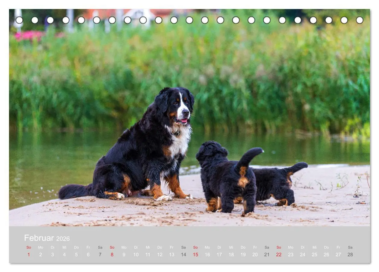 Bild: 9783516097467 | Liebling BERNER SENNENHUND (Tischkalender 2026 DIN A5 quer),...