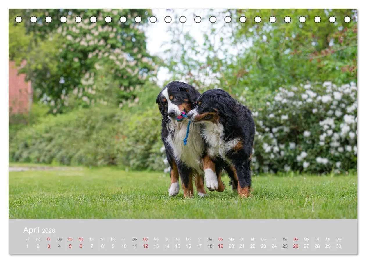 Bild: 9783516097467 | Liebling BERNER SENNENHUND (Tischkalender 2026 DIN A5 quer),...