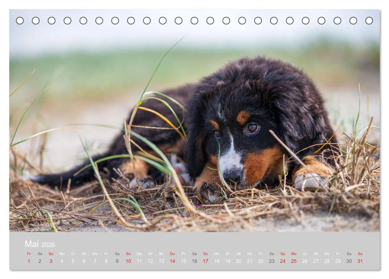 Bild: 9783516097467 | Liebling BERNER SENNENHUND (Tischkalender 2026 DIN A5 quer),...