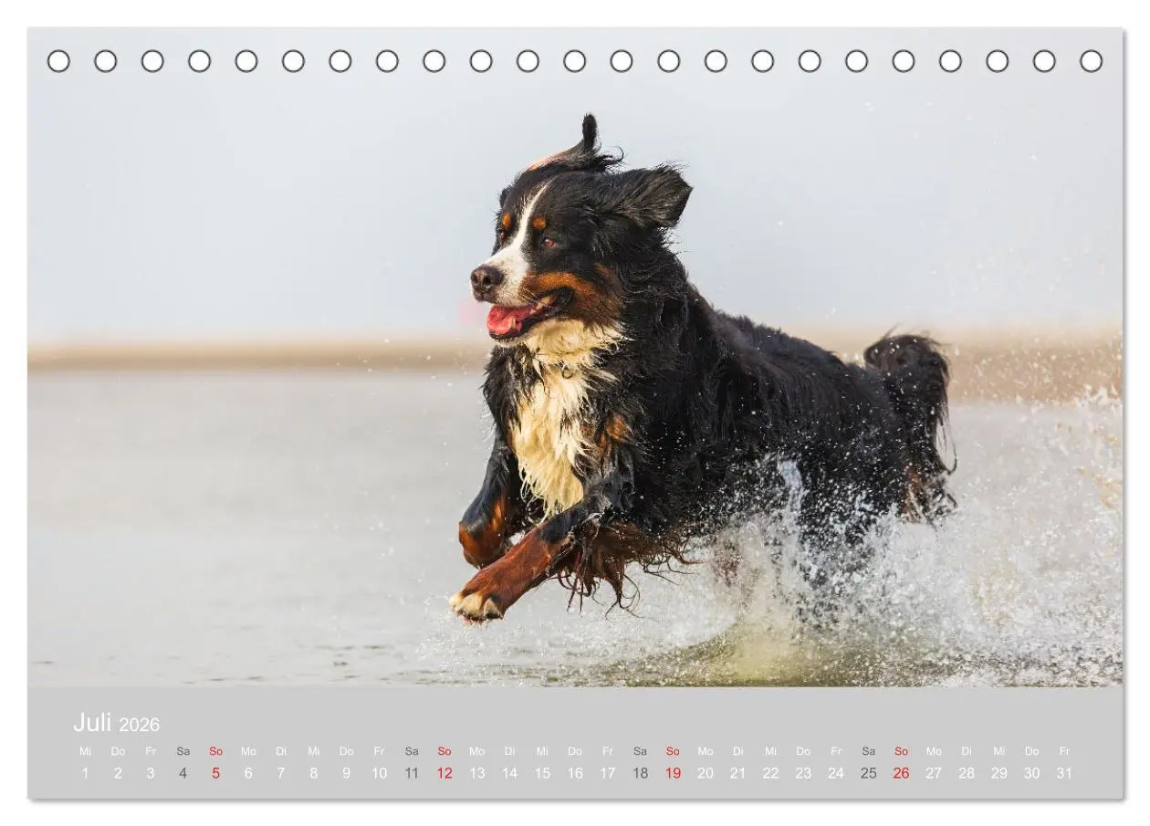 Bild: 9783516097467 | Liebling BERNER SENNENHUND (Tischkalender 2026 DIN A5 quer),...