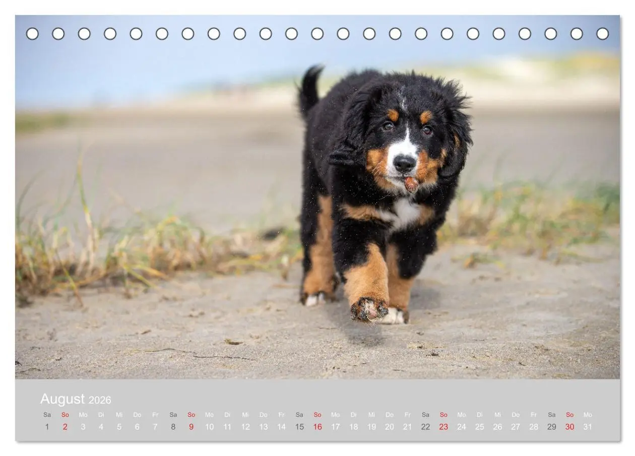 Bild: 9783516097467 | Liebling BERNER SENNENHUND (Tischkalender 2026 DIN A5 quer),...