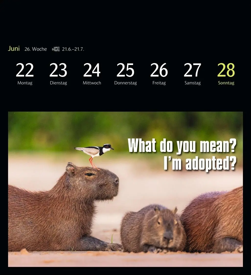 Bild: 9783840037467 | Animal Memes Postkartenkalender 2026 - 53 tierisch witzige Postkarten