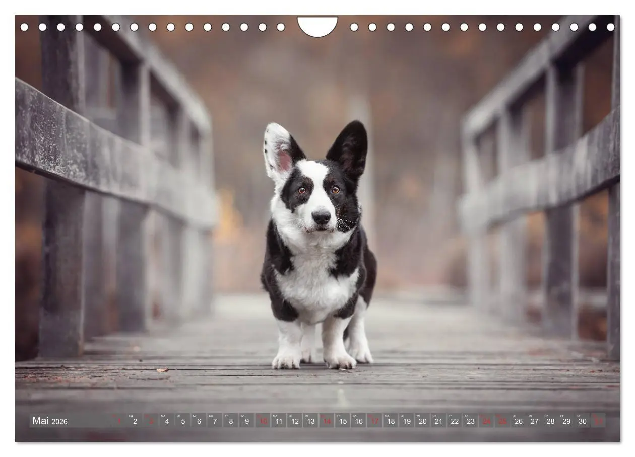 Bild: 9783457687567 | Welsh Corgi - Der Kobold unter den Hunden (Wandkalender 2026 DIN A4...