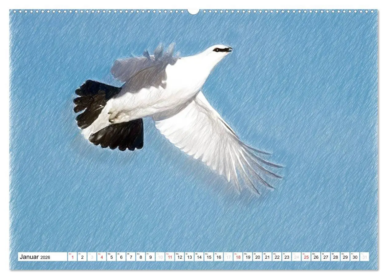 Bild: 9783457997567 | Schottlands Vogelwelt - Ein Porträt in Zeichnungen (hochwertiger...