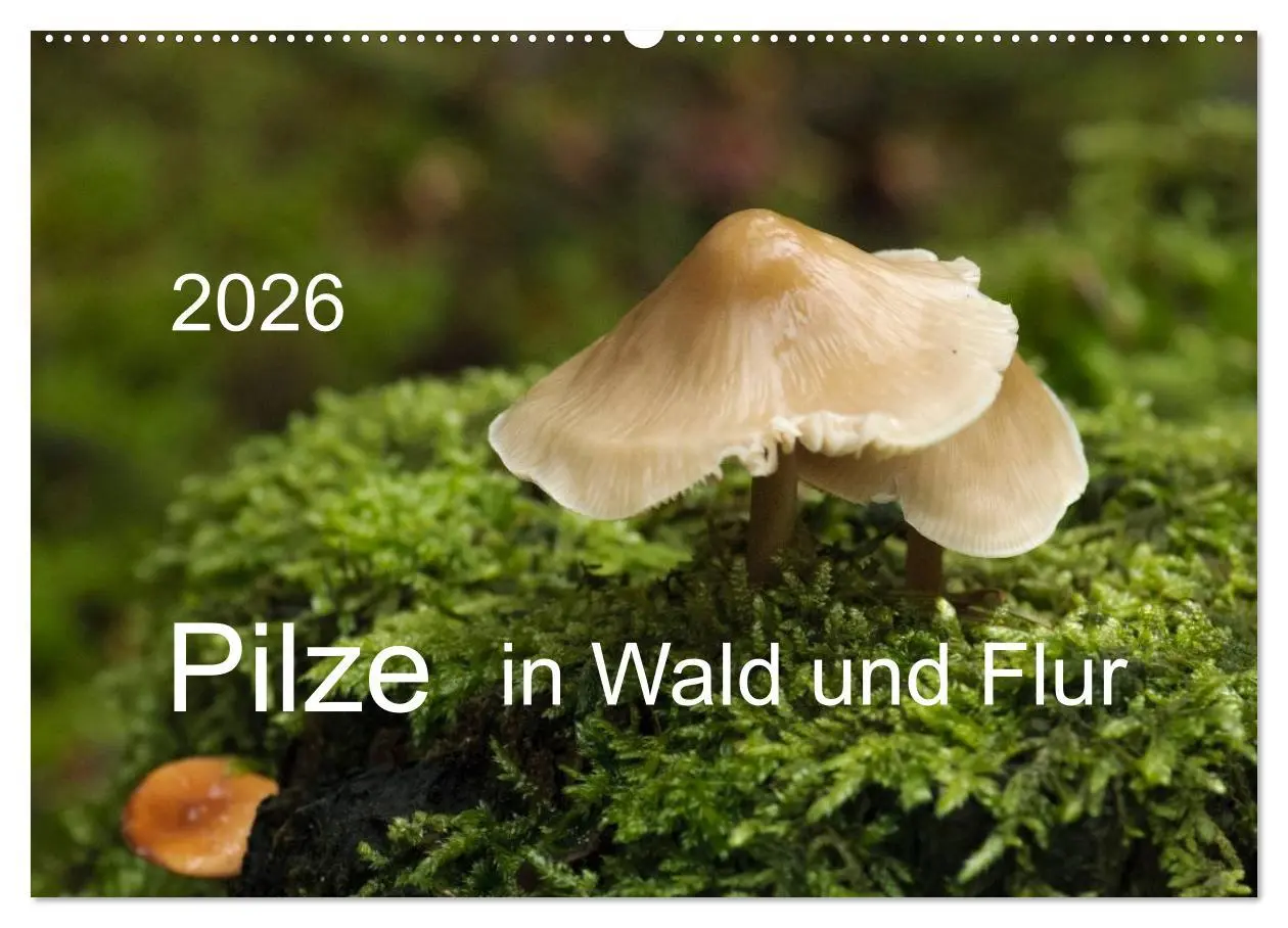 Cover: 9783516087567 | Pilze in Wald und Flur (Wandkalender 2026 DIN A2 quer), CALVENDO...