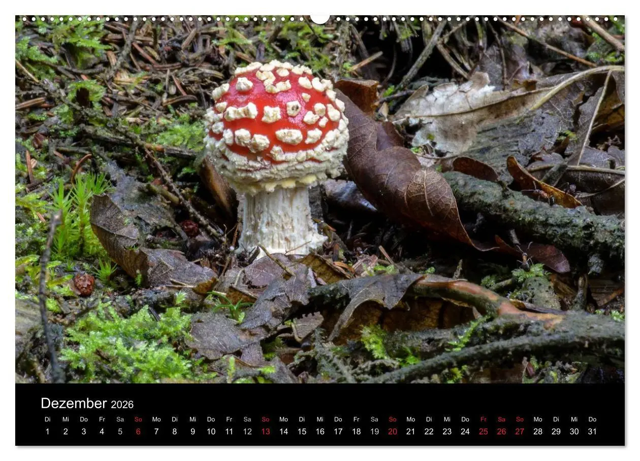 Bild: 9783516087567 | Pilze in Wald und Flur (Wandkalender 2026 DIN A2 quer), CALVENDO...