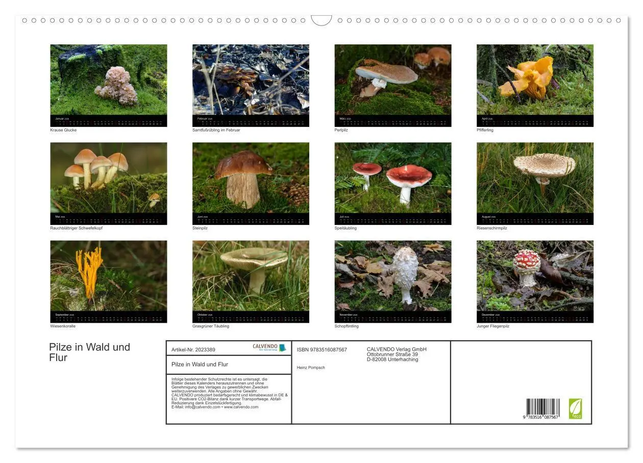 Bild: 9783516087567 | Pilze in Wald und Flur (Wandkalender 2026 DIN A2 quer), CALVENDO...
