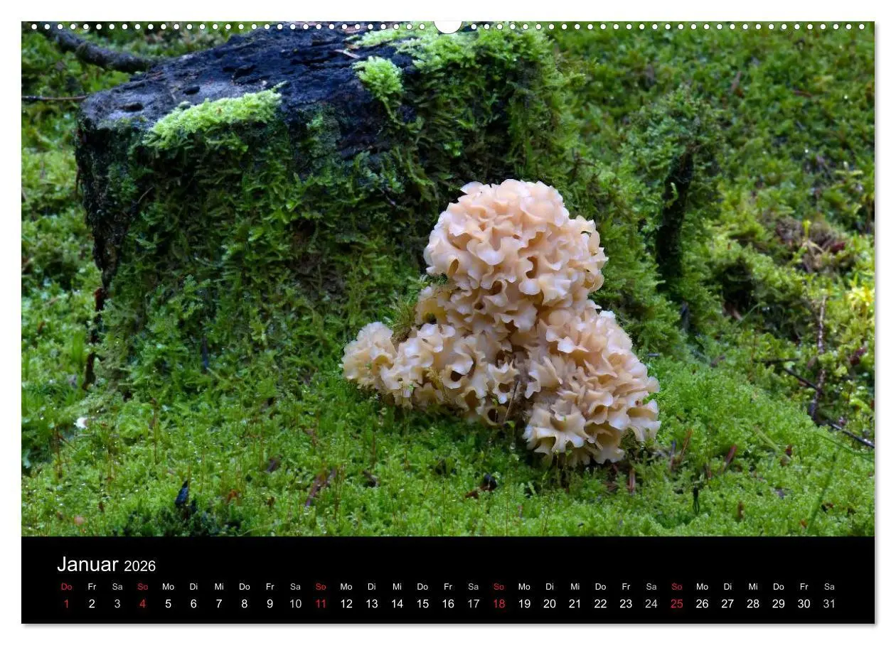 Bild: 9783516087567 | Pilze in Wald und Flur (Wandkalender 2026 DIN A2 quer), CALVENDO...