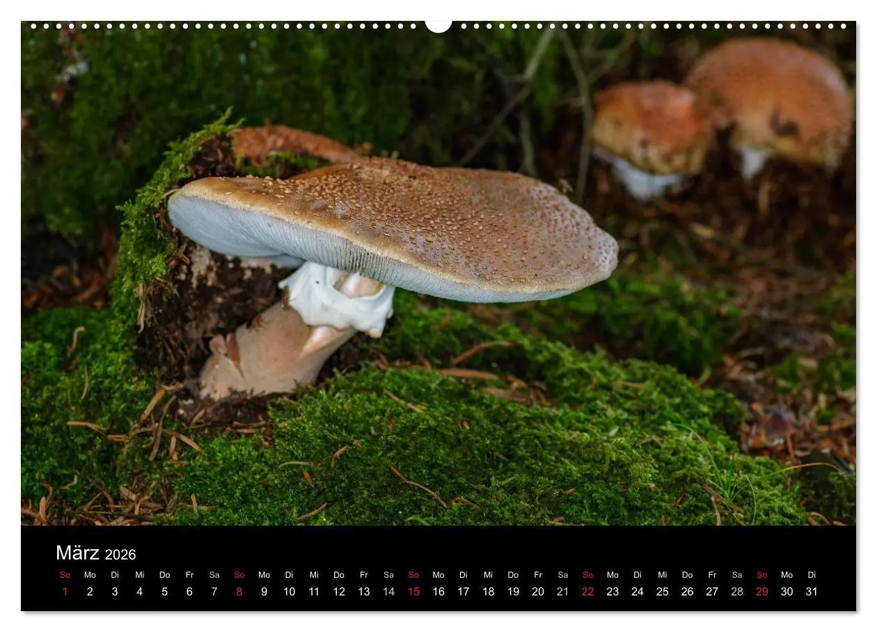 Bild: 9783516087567 | Pilze in Wald und Flur (Wandkalender 2026 DIN A2 quer), CALVENDO...
