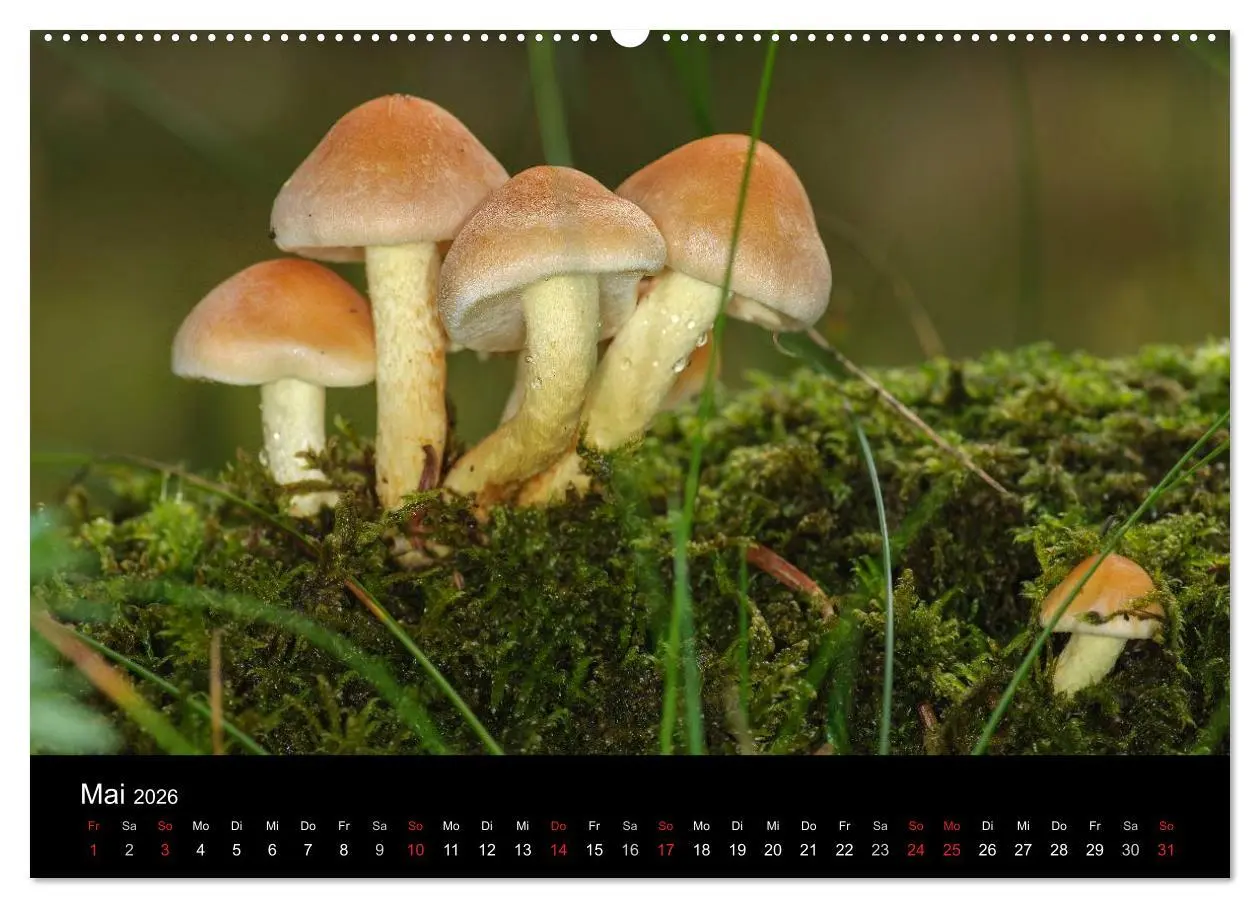 Bild: 9783516087567 | Pilze in Wald und Flur (Wandkalender 2026 DIN A2 quer), CALVENDO...