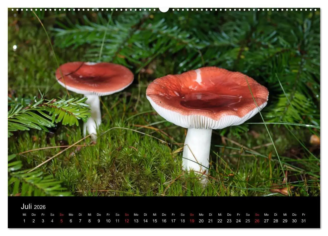 Bild: 9783516087567 | Pilze in Wald und Flur (Wandkalender 2026 DIN A2 quer), CALVENDO...