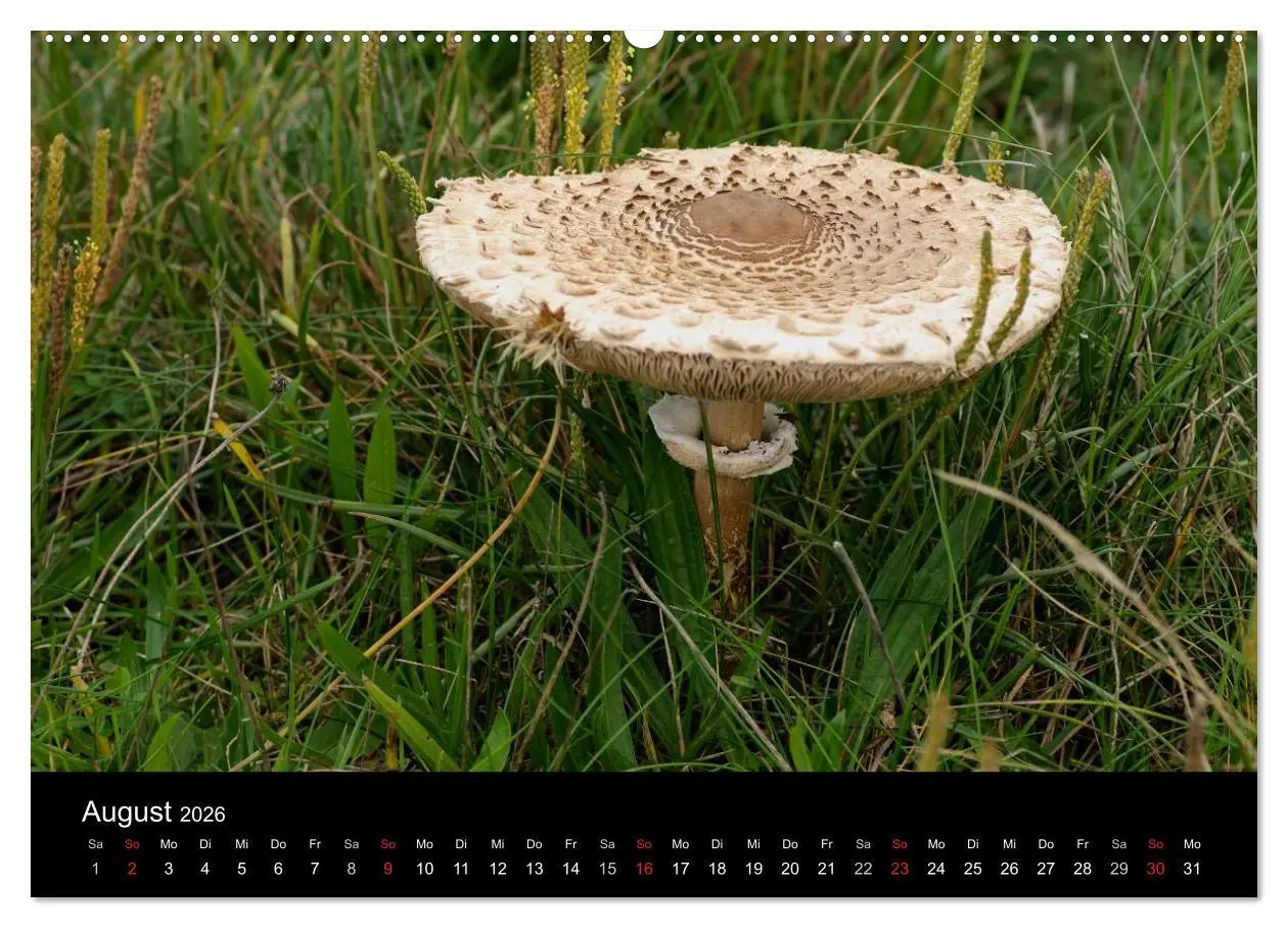 Bild: 9783516087567 | Pilze in Wald und Flur (Wandkalender 2026 DIN A2 quer), CALVENDO...