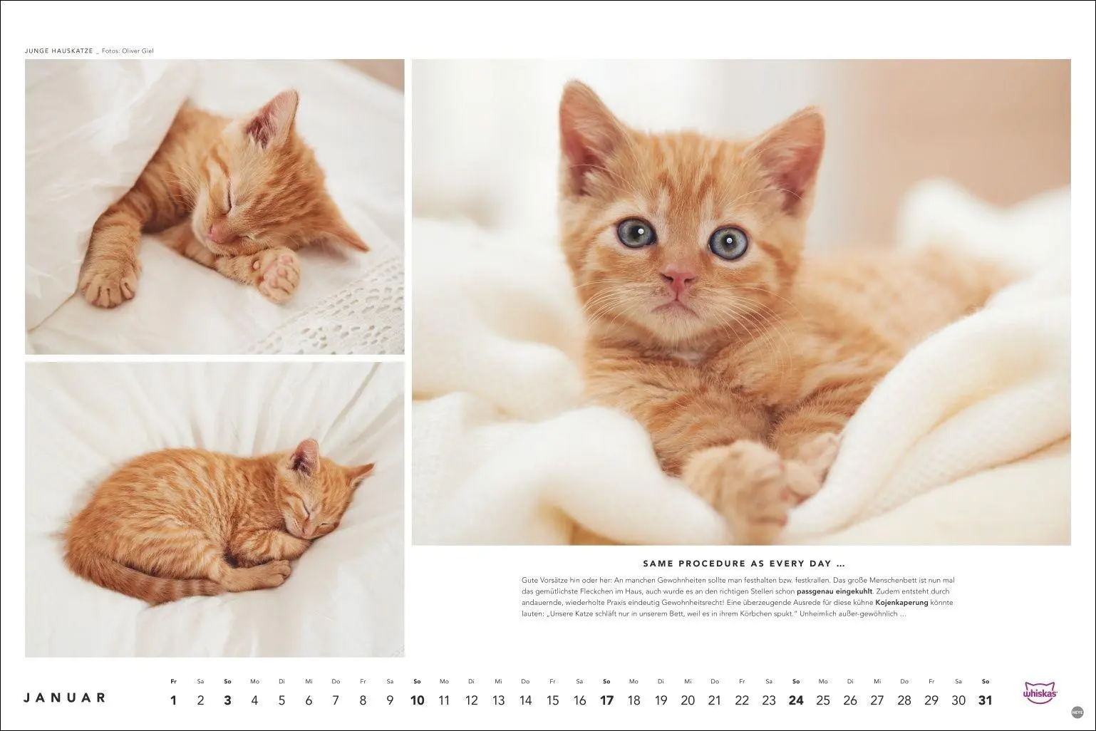 Bild: 9783756417667 | Whiskas Katzenkalender 2027 | Heye | Kalender | Spiralbindung | 14 S.