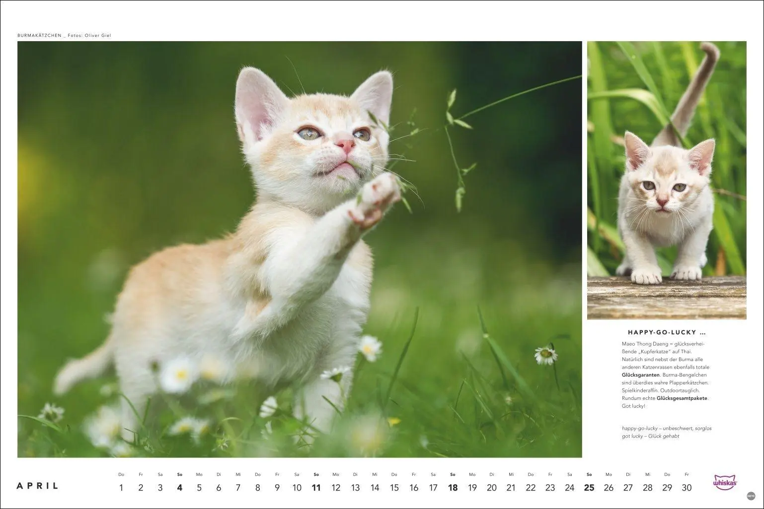 Bild: 9783756417667 | Whiskas Katzenkalender 2027 | Heye | Kalender | Spiralbindung | 14 S.