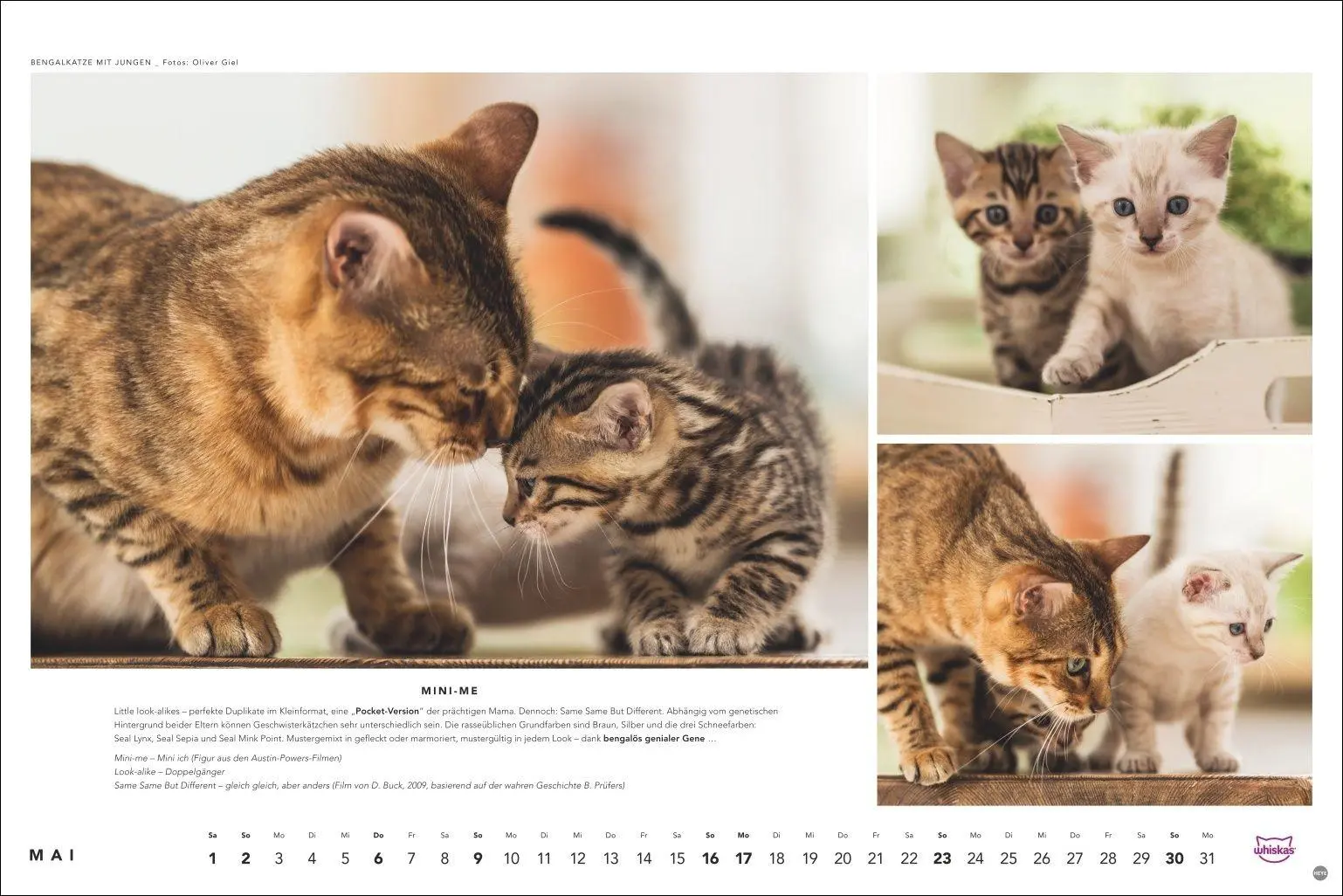Bild: 9783756417667 | Whiskas Katzenkalender 2027 | Heye | Kalender | Spiralbindung | 14 S.