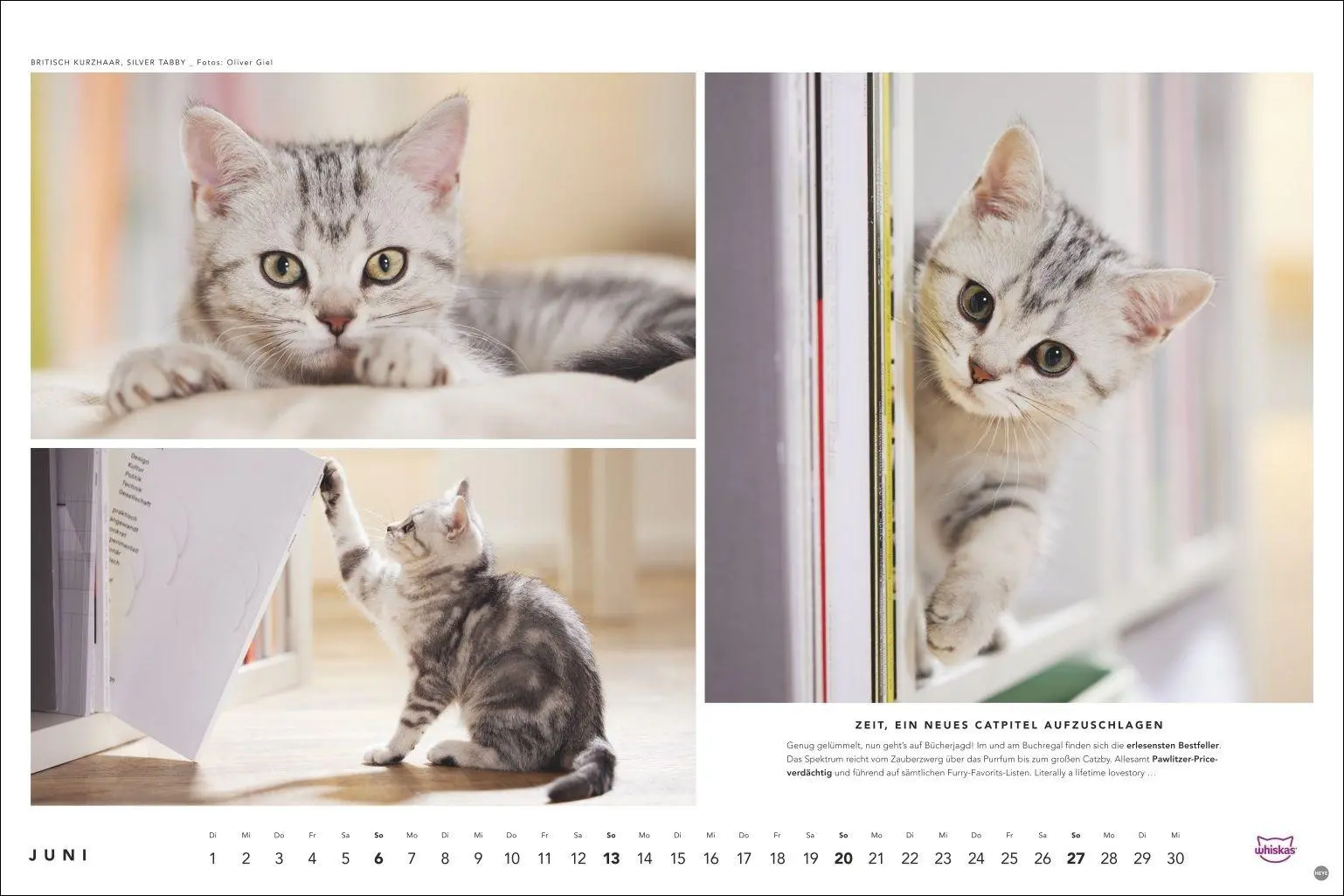 Bild: 9783756417667 | Whiskas Katzenkalender 2027 | Heye | Kalender | Spiralbindung | 14 S.