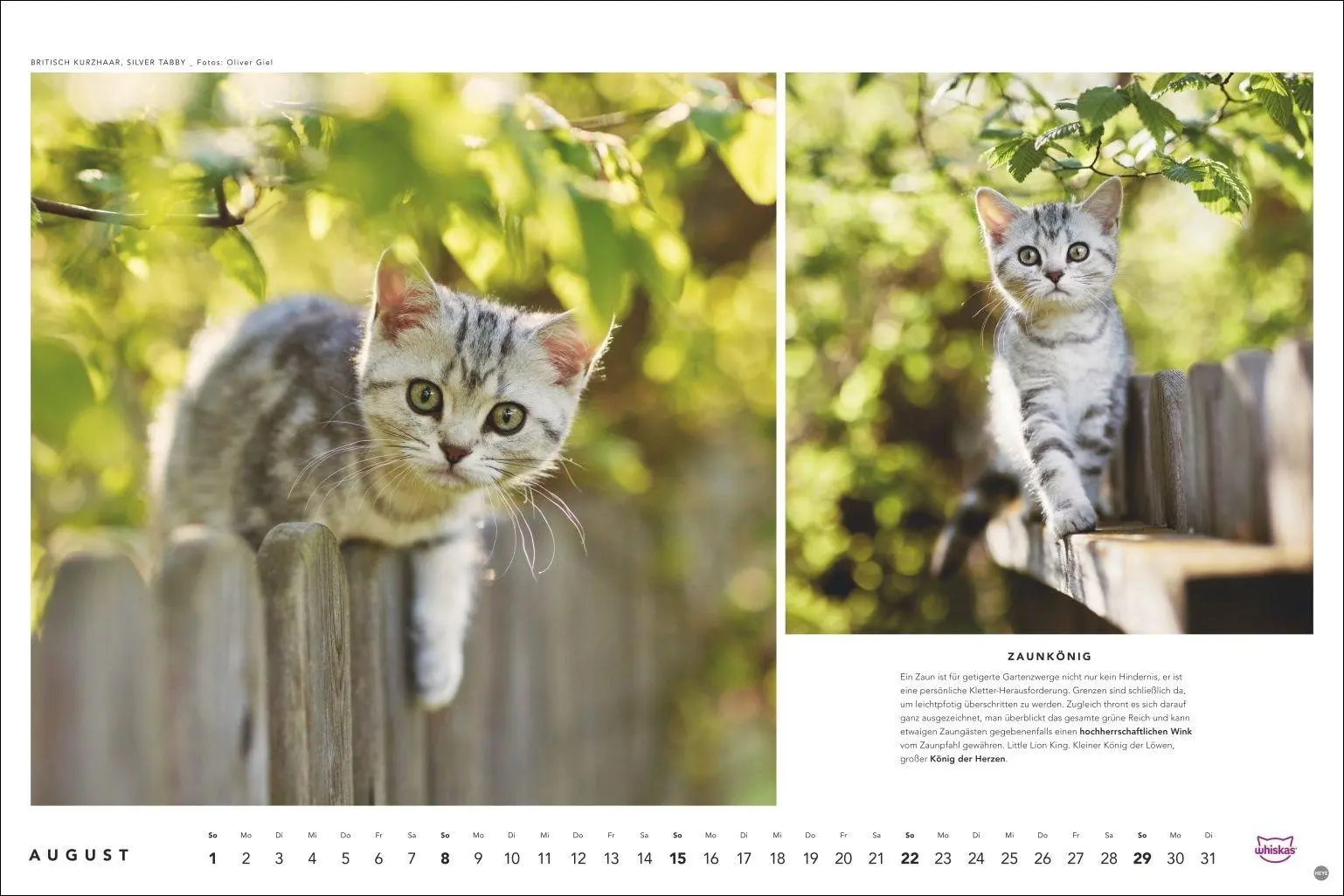 Bild: 9783756417667 | Whiskas Katzenkalender 2027 | Heye | Kalender | Spiralbindung | 14 S.
