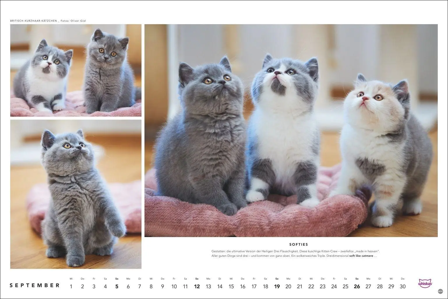 Bild: 9783756417667 | Whiskas Katzenkalender 2027 | Heye | Kalender | Spiralbindung | 14 S.