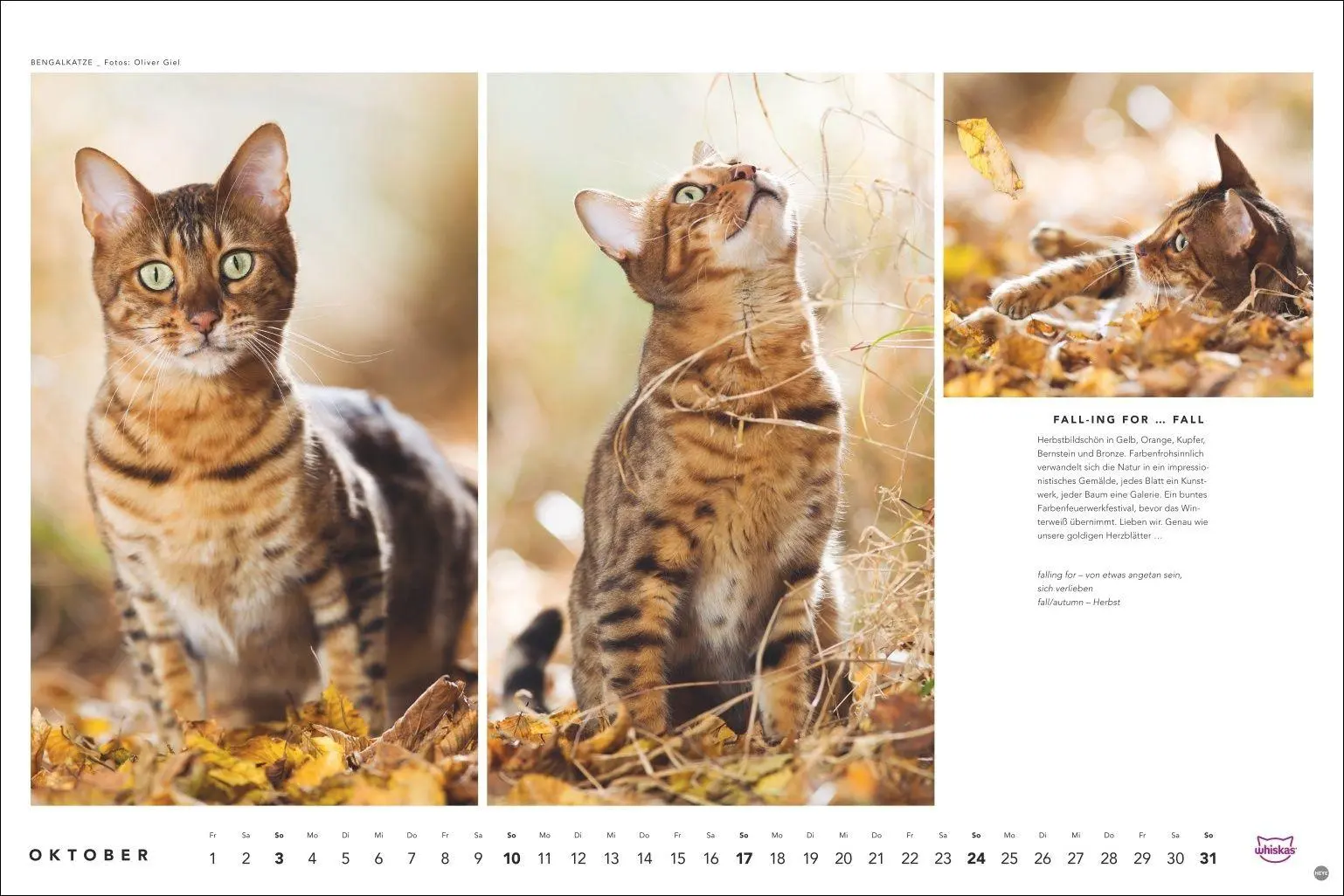 Bild: 9783756417667 | Whiskas Katzenkalender 2027 | Heye | Kalender | Spiralbindung | 14 S.