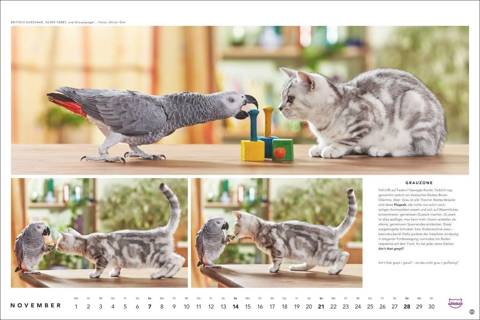 Bild: 9783756417667 | Whiskas Katzenkalender 2027 | Heye | Kalender | Spiralbindung | 14 S.