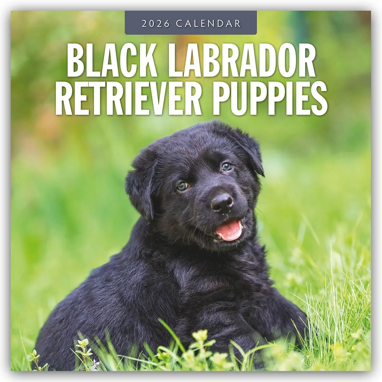 Cover: 9781804427767 | Black Labrador Retriever Puppies 2026 Square Wall Calendar | Red Robin