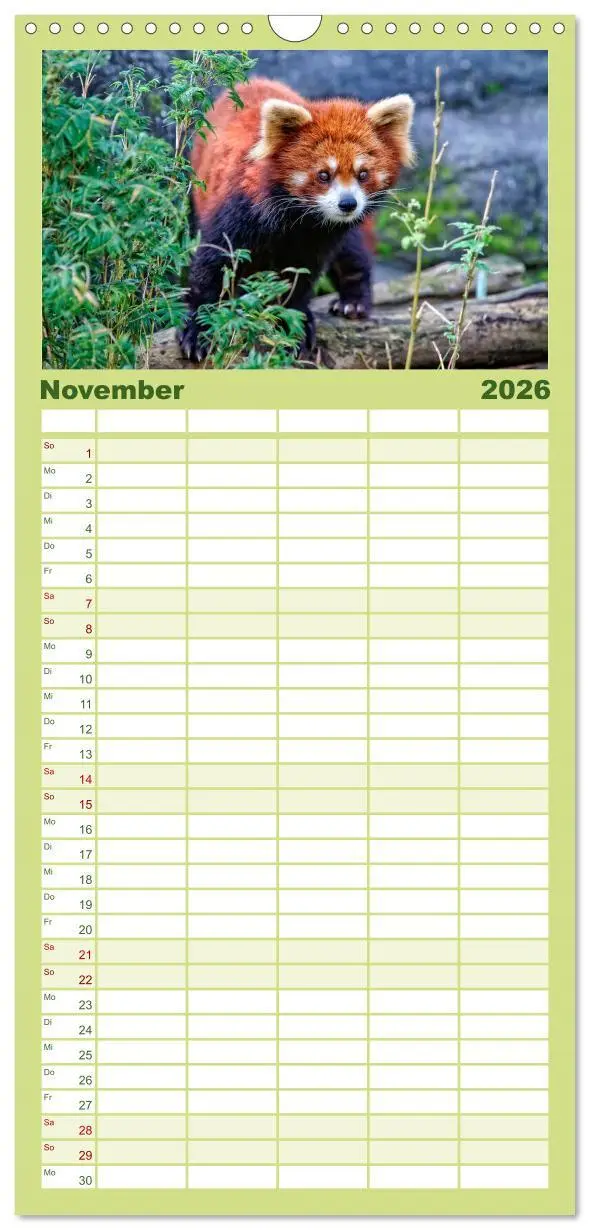 Bild: 9783516517767 | Familienplaner 2026 - Kleiner Panda mit 5 Spalten (Wandkalender, 21...