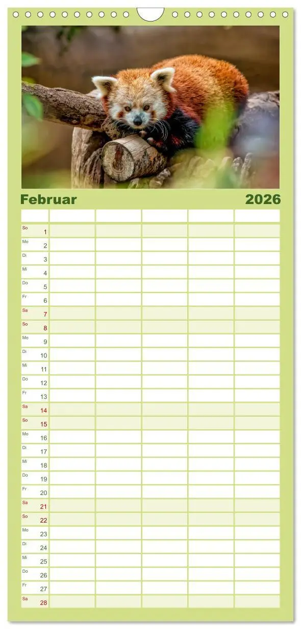 Bild: 9783516517767 | Familienplaner 2026 - Kleiner Panda mit 5 Spalten (Wandkalender, 21...