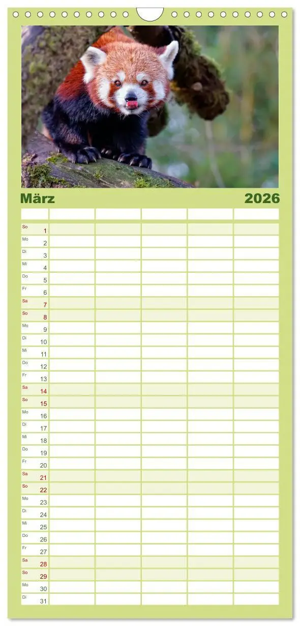 Bild: 9783516517767 | Familienplaner 2026 - Kleiner Panda mit 5 Spalten (Wandkalender, 21...
