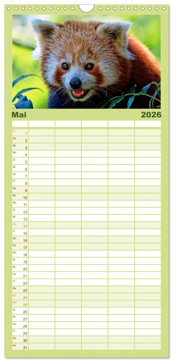Bild: 9783516517767 | Familienplaner 2026 - Kleiner Panda mit 5 Spalten (Wandkalender, 21...