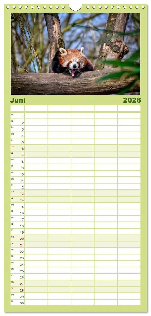 Bild: 9783516517767 | Familienplaner 2026 - Kleiner Panda mit 5 Spalten (Wandkalender, 21...