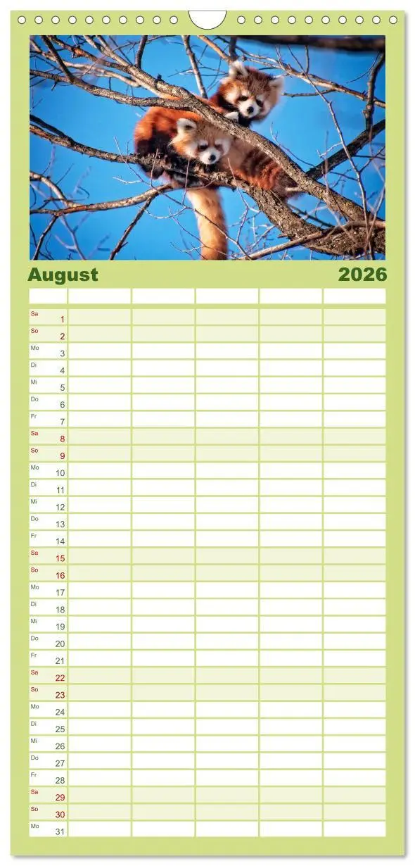 Bild: 9783516517767 | Familienplaner 2026 - Kleiner Panda mit 5 Spalten (Wandkalender, 21...