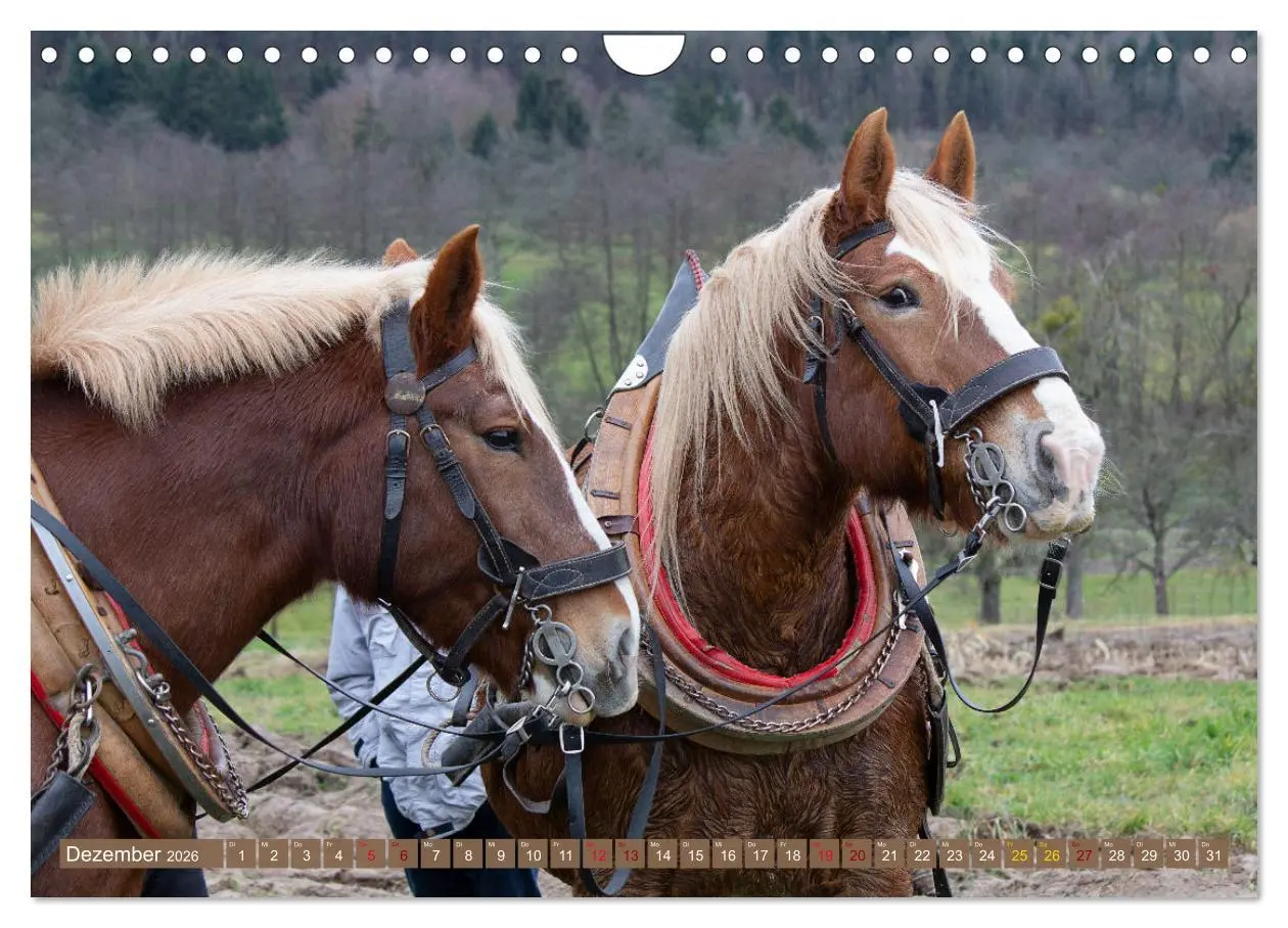 Bild: 9783457657867 | Zugpferde bei der Feldarbeit (Wandkalender 2026 DIN A4 quer),...