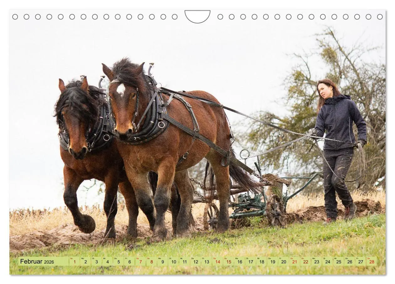 Bild: 9783457657867 | Zugpferde bei der Feldarbeit (Wandkalender 2026 DIN A4 quer),...