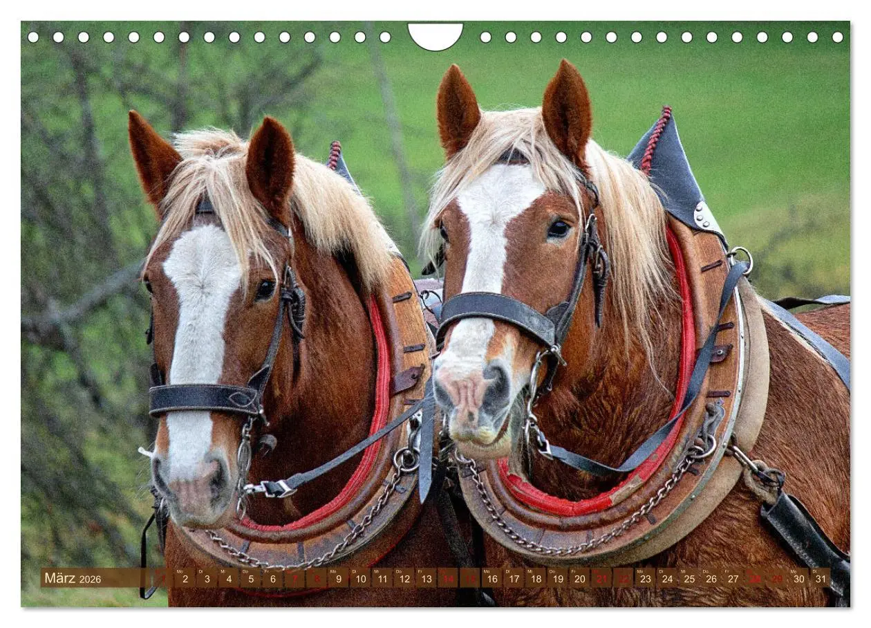 Bild: 9783457657867 | Zugpferde bei der Feldarbeit (Wandkalender 2026 DIN A4 quer),...